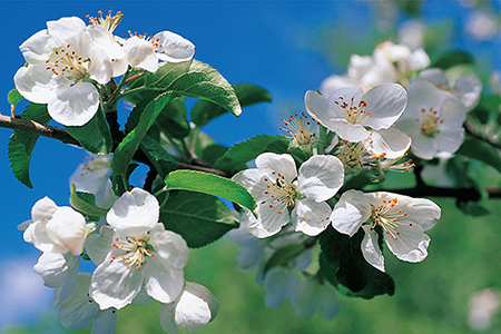 245 Apple Blossoms