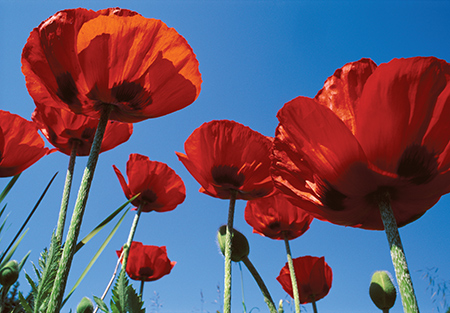 260 Red Poppies